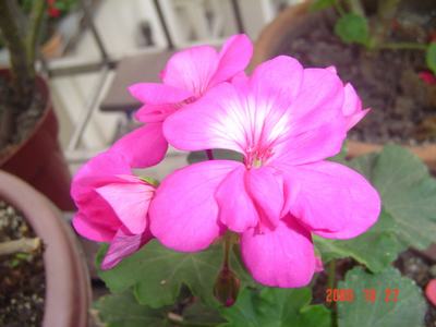 ����Ļ�(XYP�������ÿ�����23ҳ)