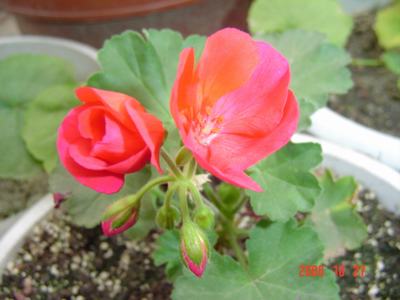 ����Ļ�(XYP�������ÿ�����23ҳ)