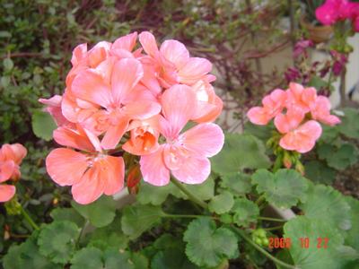 ����Ļ�(XYP�������ÿ�����23ҳ)