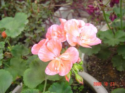 ����Ļ�(XYP�������ÿ�����23ҳ)