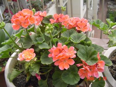 ����Ļ�(XYP�������ÿ�����23ҳ)