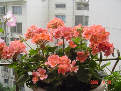 ����Ļ�(XYP�������ÿ�����23ҳ)