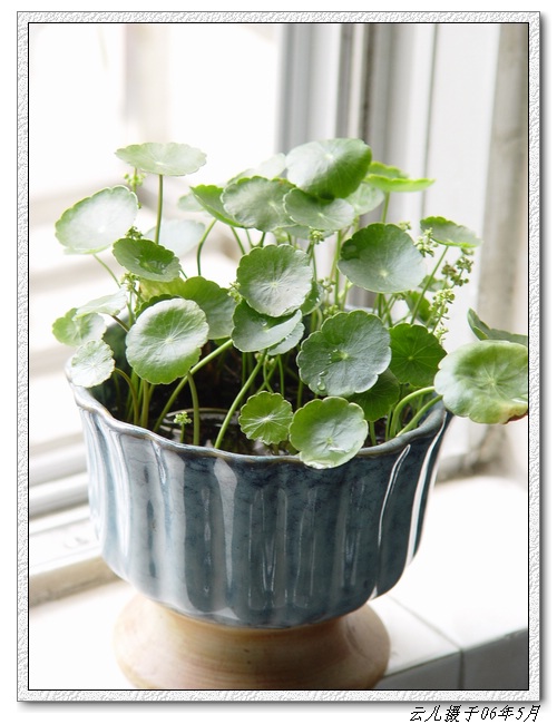 ����ƪ----�¹���������