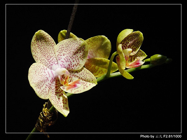 ����ƪ----�¹���������