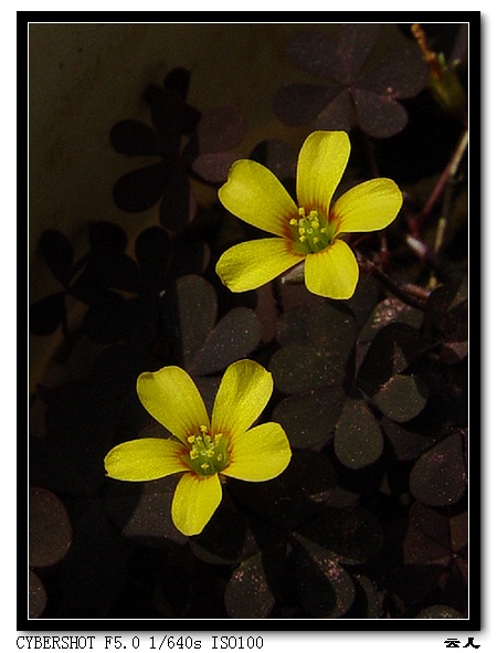 ����ƪ----�¹���������