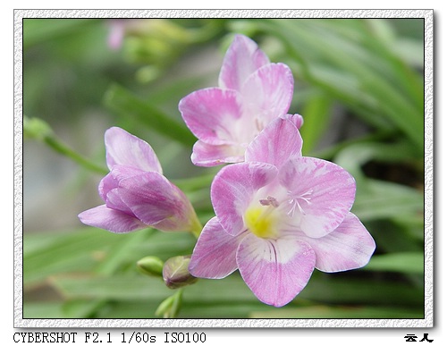 ����ƪ----�¹���������