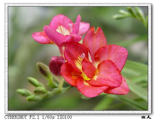 ����ƪ----�¹���������