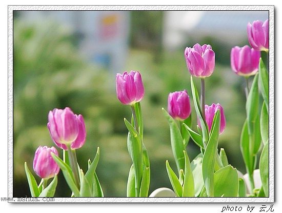 ����ƪ----�¹���������