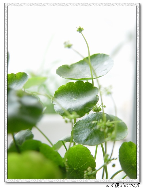 ����ƪ----�¹���������