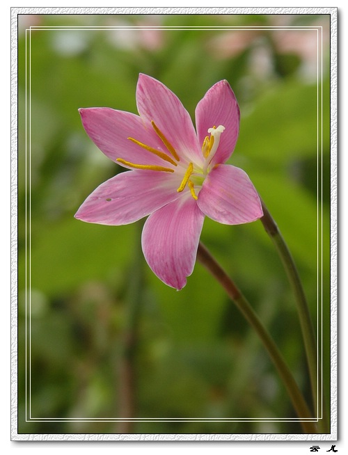 ����ƪ----�¹���������