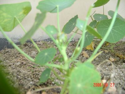 �ɰ��Ľ���(16ҳ����)