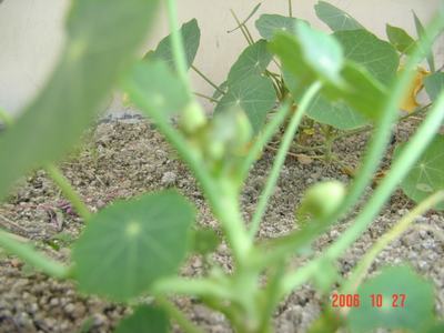 �ɰ��Ľ���(16ҳ����)