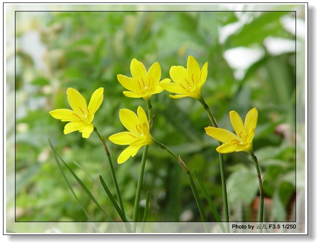 ����ƪ----�¹���������