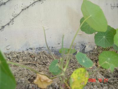 �ɰ��Ľ���(16ҳ����)