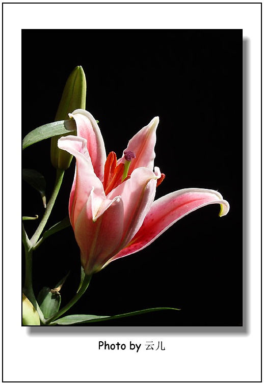 ����ƪ----�¹���������