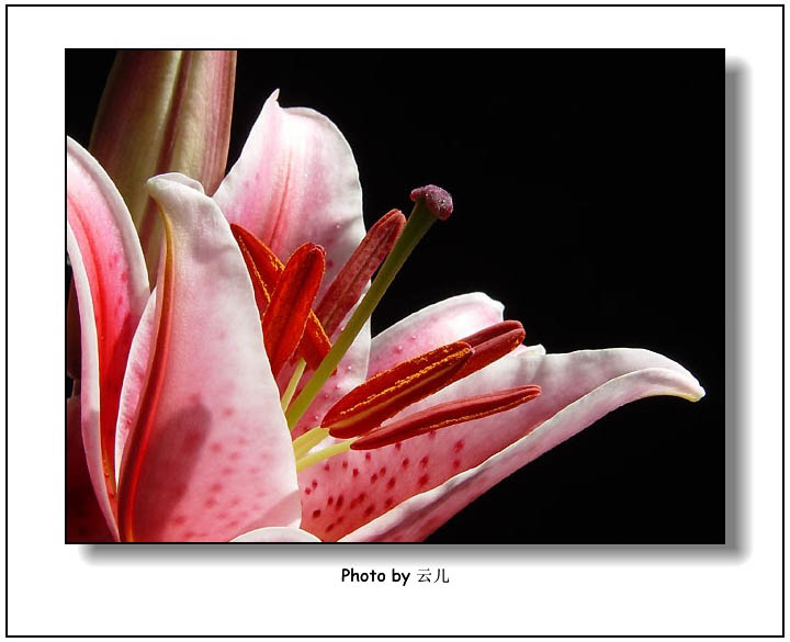 ����ƪ----�¹���������