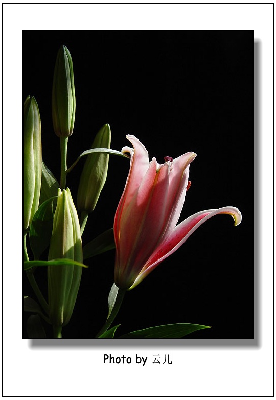 ����ƪ----�¹���������