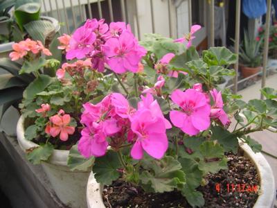 ����Ļ�(XYP�������ÿ�����23ҳ)