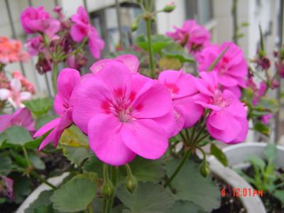 ����Ļ�(XYP�������ÿ�����23ҳ)