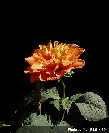 ����ƪ----�¹���������