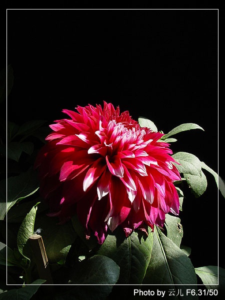 ����ƪ----�¹���������