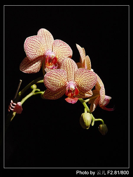 ����ƪ----�¹���������