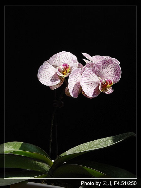 ����ƪ----�¹���������