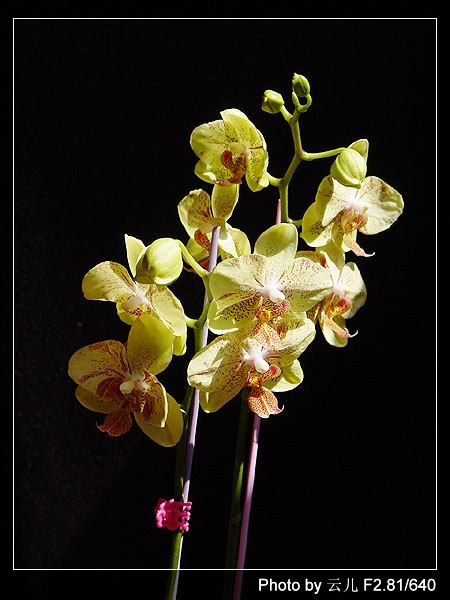 ����ƪ----�¹���������