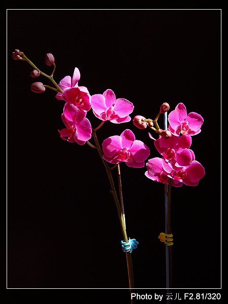 ����ƪ----�¹���������