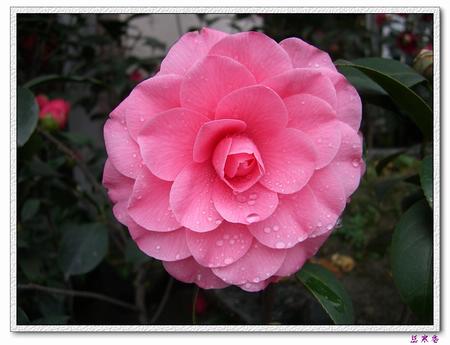 �Ҽ������е�,�����е�,�������еĲ軨:XYP��������ܵ�Ʒ��