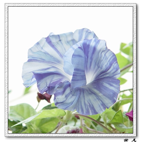 ����ƪ----�¹���������