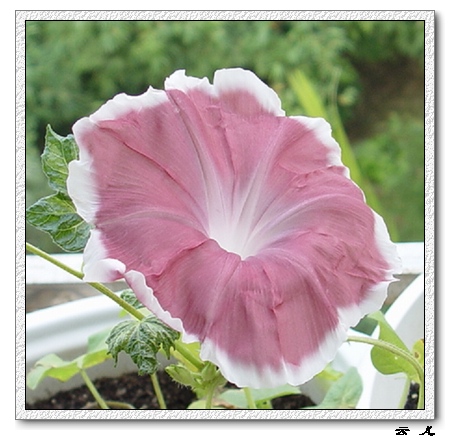 ����ƪ----�¹���������