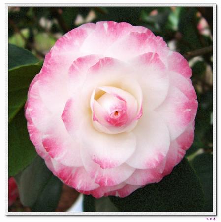 �Ҽ������е�,�����е�,�������еĲ軨:XYP��������ܵ�Ʒ��