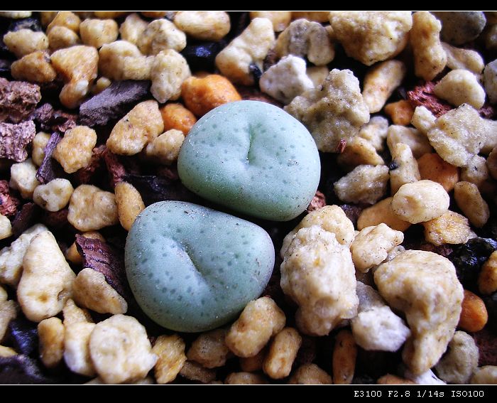 [ʯͷ�γ�ƪ��ֲ��¼]P10�����ļ�����ĵ���!