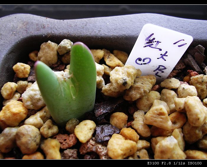 [ʯͷ�γ�ƪ��ֲ��¼]P10�����ļ�����ĵ���!