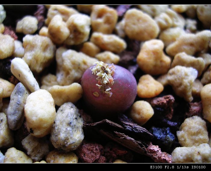 [ʯͷ�γ�ƪ��ֲ��¼]P10�����ļ�����ĵ���!