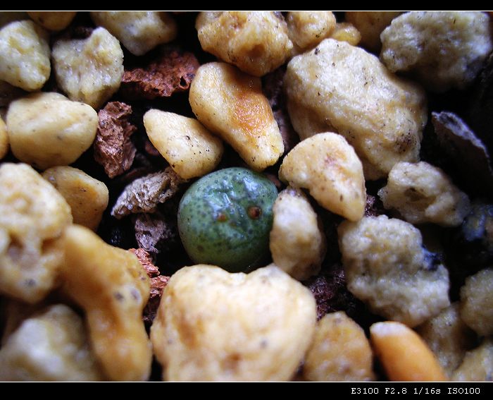 [ʯͷ�γ�ƪ��ֲ��¼]P10�����ļ�����ĵ���!