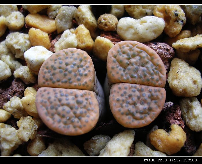 [ʯͷ�γ�ƪ��ֲ��¼]P10�����ļ�����ĵ���!