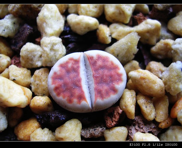 [ʯͷ�γ�ƪ��ֲ��¼]P10�����ļ�����ĵ���!