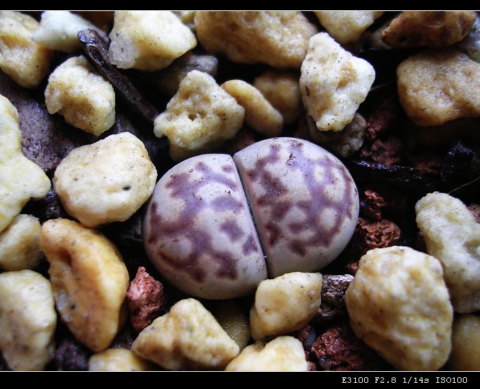 [ʯͷ�γ�ƪ��ֲ��¼]P10�����ļ�����ĵ���!