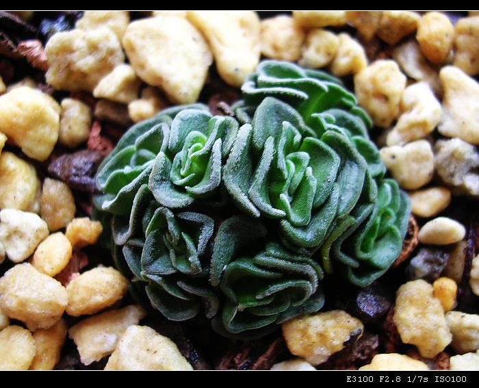 [ʯͷ�γ�ƪ��ֲ��¼]P10�����ļ�����ĵ���!