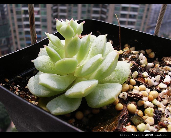 [ʯͷ�γ�ƪ��ֲ��¼]P10�����ļ�����ĵ���!