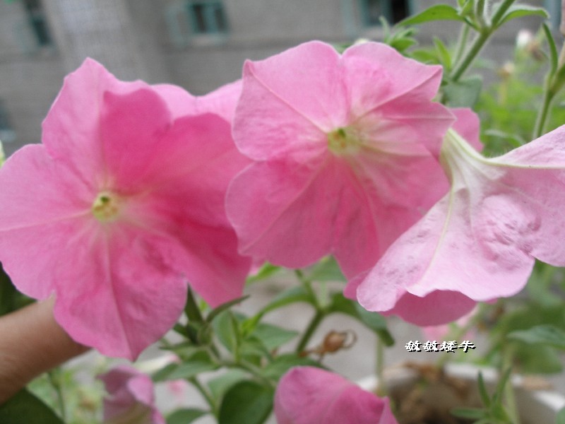 ţ����~~��ţ��(�������ͼ)