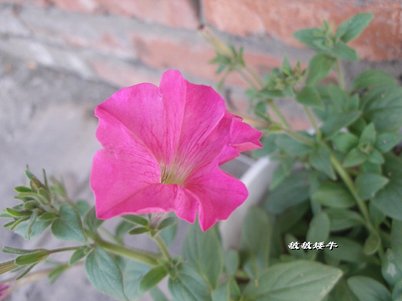 ţ����~~��ţ��(�������ͼ)