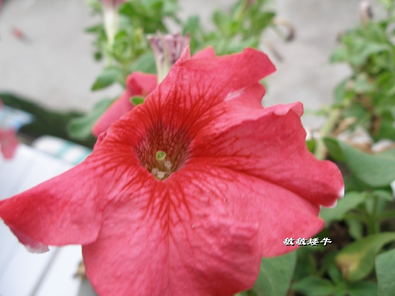 ţ����~~��ţ��(�������ͼ)