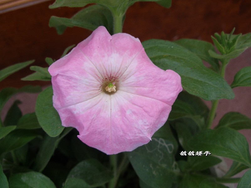 ţ����~~��ţ��(�������ͼ)