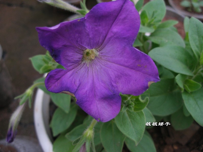 ţ����~~��ţ��(�������ͼ)