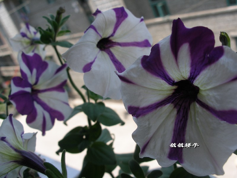 ţ����~~��ţ��(�������ͼ)