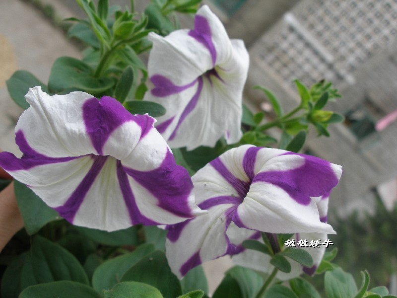 ţ����~~��ţ��(�������ͼ)