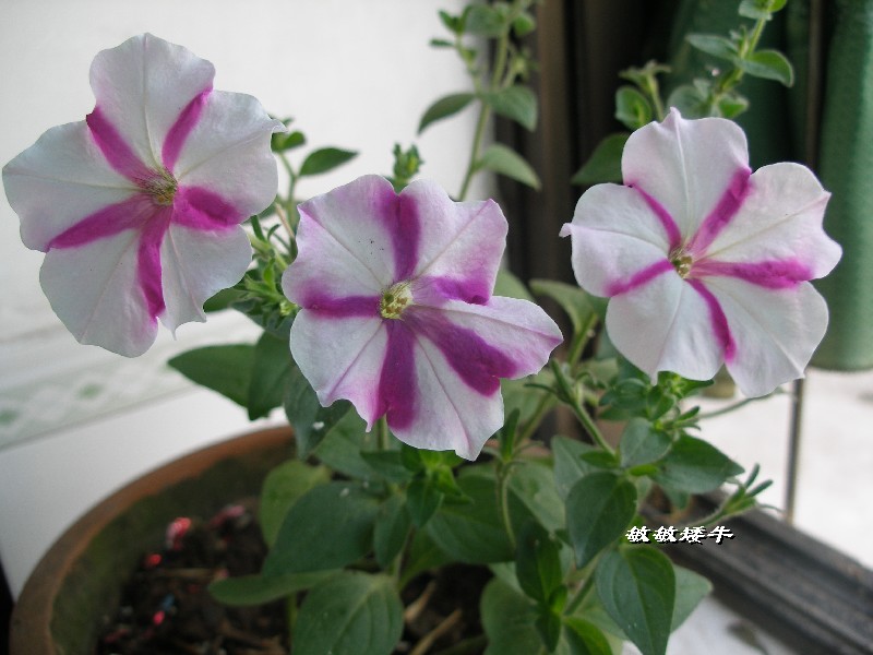 ţ����~~��ţ��(�������ͼ)